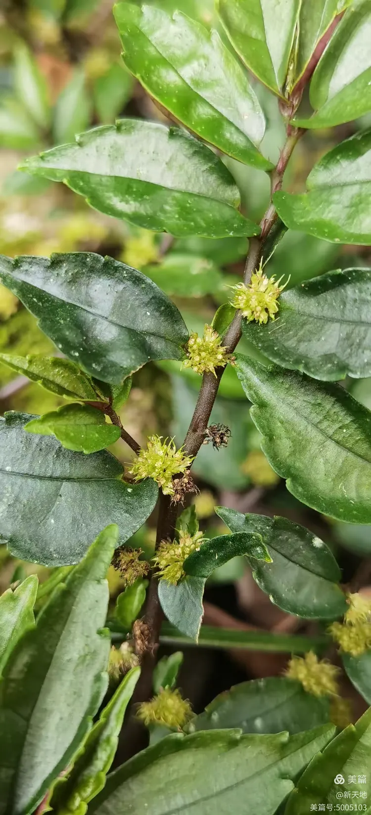 植物观赏 短叶赤车